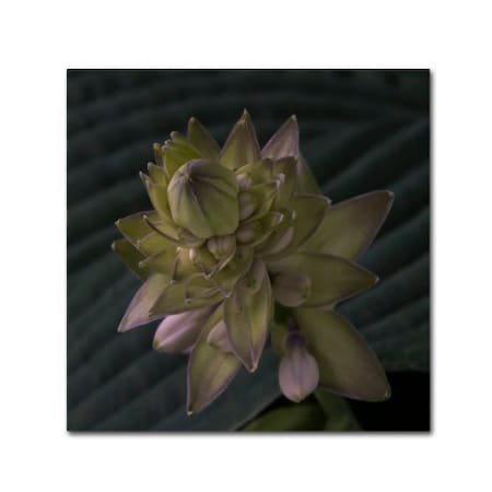 Trademark Fine Art Kurt Shaffer 'Early Hosta Flower Abstract' Canvas Art, 18x18 KS0155-C1818GG